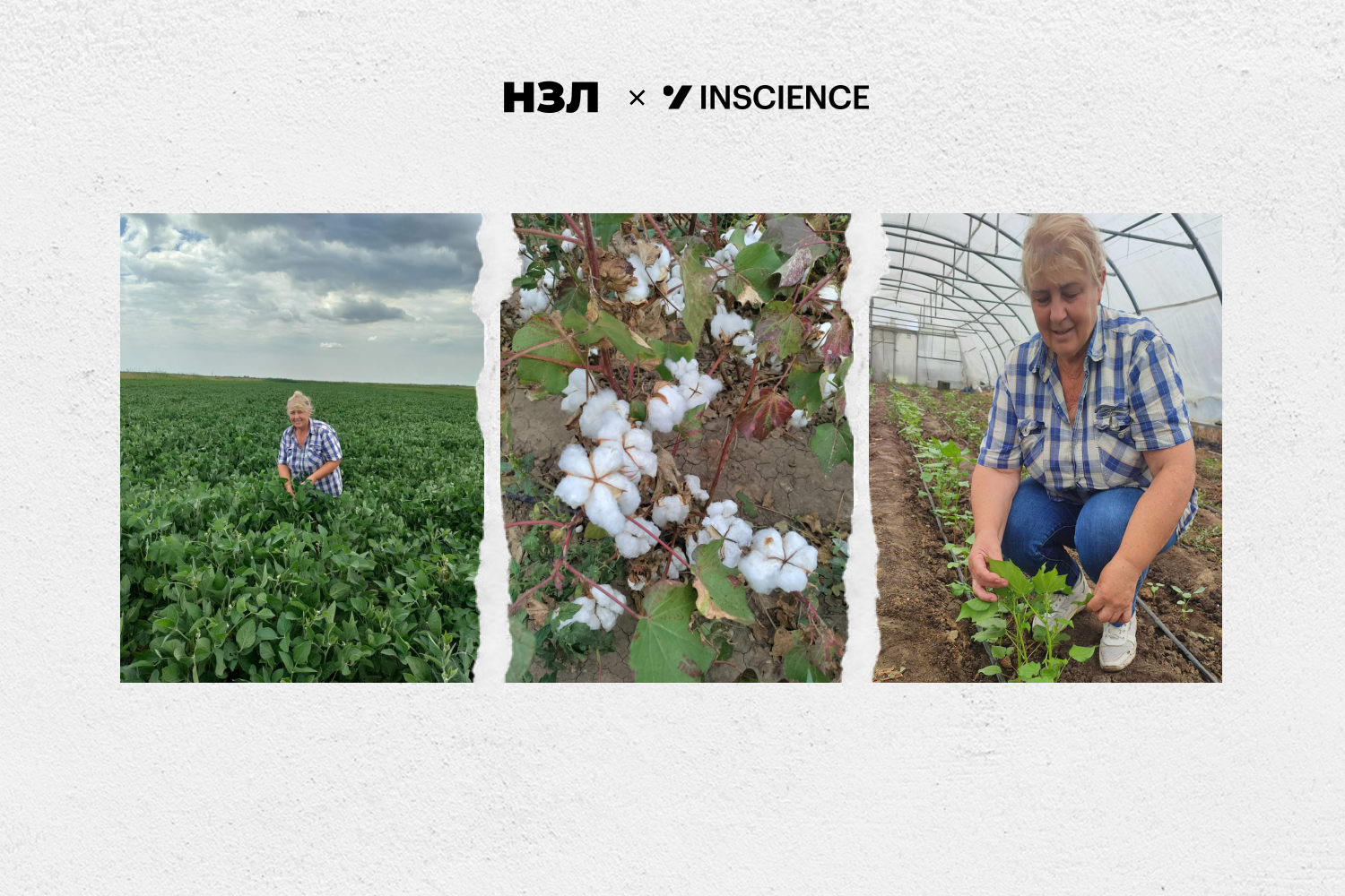 В окупації зберегла колекцію насіння цінних зразків рослин. Як українська науковиця в Херсоні під обстрілами продовжує розмножувати рідкісні сільськогосподарські культури
